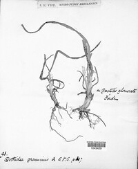 Phyllachora graminis image